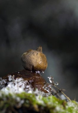 Geastrum pectinatum photographed in the forest. Geastrum pectinatum, known as the beaked earthstar or the beret earthstar, wild mushroom from Romania. clipart