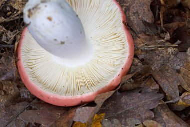 Russula emetica, commonly known as the sickener, emetic russula, or vomiting russula, is a basidiomycete mushroom.Red russula mushrooms clipart