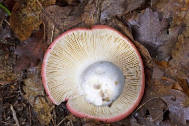 Russula emetica, commonly known as the sickener, emetic russula, or vomiting russula, is a basidiomycete mushroom.Red russula mushrooms clipart