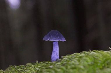 Entocybe nitida is an indigo-colored woodland mushroom. It grows in wet, mossy conifer forests on acidic soil. Entocybe nitida. It occurs singly or in small groups. clipart