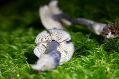 Entocybe nitida is an indigo-colored woodland mushroom. It grows in wet, mossy conifer forests on acidic soil. Entocybe nitida. It occurs singly or in small groups. clipart