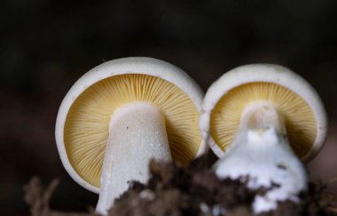 Entoloma sinuatum is a poisonous mushroom found across Europe and North America. Some guidebooks refer to it by its older scientific names of Entoloma lividum or Rhodophyllus sinuatus clipart