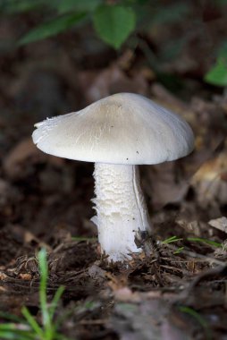 Entoloma sinuatum, Avrupa ve Kuzey Amerika 'da bulunan zehirli bir mantar türüdür. Bazı rehber kitaplarında Entoloma lividum veya Rhodophyllus sinuatus olarak adlandırılır.