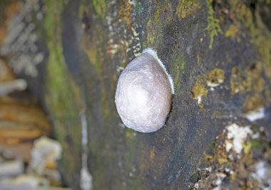 Enteridium Lycoperdon 'un Aethalial' i (syn. Reticularia lycoperdon) ya da Sahte Puffball, Karnabahar Balçık Küfü ormandaki ölü ağaçların üzerinde. Romanya ve Europa 