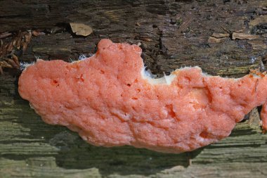 Pembe balçık kalıbı Dictydiaethalium plumbeum çürüyen ahşap üzerinde yetişir, olgunluk çağında kahverengi ile gri arasında değişen düzensiz meyve veren vücutlar taşır, bazen pembe veya parlak kırmızı.