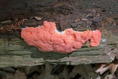 Pembe balçık kalıbı Dictydiaethalium plumbeum çürüyen ahşap üzerinde yetişir, olgunluk çağında kahverengi ile gri arasında değişen düzensiz meyve veren vücutlar taşır, bazen pembe veya parlak kırmızı.