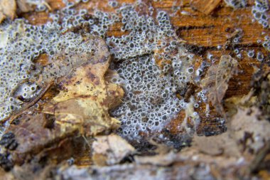 Eriopezia caesia, Hyaloscyphaceae familyasından bir mantar cinsidir..