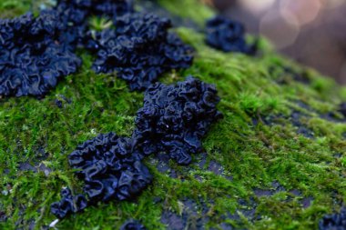 Inedible mushroom Exidia nigricans on the moss wood. Known as Warlocks's Butter. Wild black mushroom in the forest. clipart