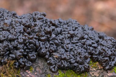 Inedible mushroom Exidia nigricans on the moss wood. Known as Warlocks's Butter. Wild black mushroom in the forest. clipart