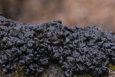 Siyah jöle mantarı Exidia nigrans Witches tereyağı bir çubukta yetişir. Exidia nigricans, Auriculariaceae familyasından bir mantar türüdür..