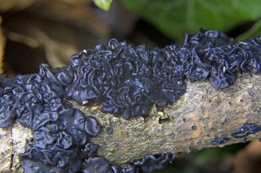 The black jelly fungus Exidia nigrans Witches' butter growing on a stick.Exidia nigricans is a species of fungus in the family Auriculariaceae. clipart