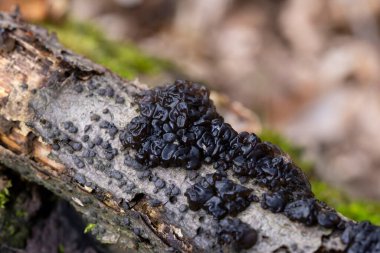 Siyah jöle mantarı Exidia nigrans Witches tereyağı bir çubukta yetişir. Exidia nigricans, Auriculariaceae familyasından bir mantar türüdür..