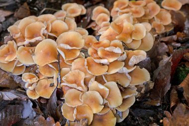 Gymnopus eritropus genellikle dar kümelerde bulunan küçük ve orta büyüklükteki bir mantardır. Kapaklar yuvarlaktır, kahverengiye kahverengi renktedir ve tazeyken çizgili olur, sonra düzleşir ve kahverengiye dönüşür. 