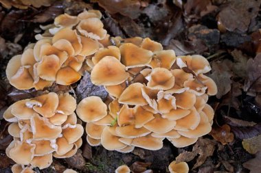 Gymnopus eritropus genellikle dar kümelerde bulunan küçük ve orta büyüklükteki bir mantardır. Kapaklar yuvarlaktır, kahverengiye kahverengi renktedir ve tazeyken çizgili olur, sonra düzleşir ve kahverengiye dönüşür. 