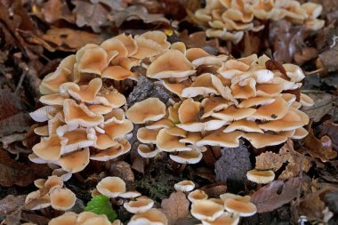 Gymnopus erythropus is a small to medium-sized mushroom usually found in tight clusters.The caps are rounded,brown to reddish brown and striate when fresh,then become flattened and fade to brown  clipart