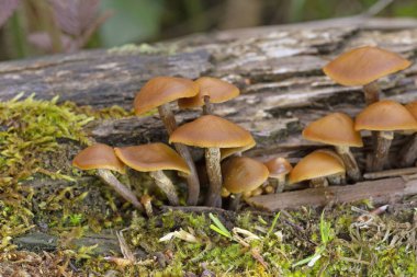 Galerina marginata halk arasında cenaze çanı, ölümcül kafatası kapağı ya da ölümcül galerina olarak bilinir. Son derece zehirli bir mantar türüdür.