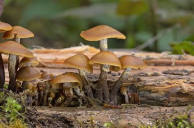 Son derece zehirli mantar grubu Galerina marginata mantarları genellikle cenaze çanı, ölümcül kafatasları, sonbahar kafatası kapağı veya ölümcül galerisi olarak bilinir - Romanya ve Avrupa