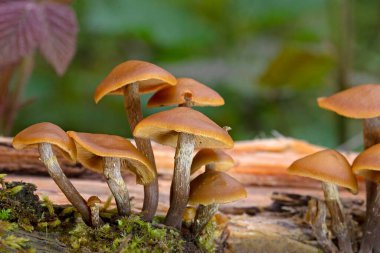 Son derece zehirli mantar grubu Galerina marginata mantarları genellikle cenaze çanı, ölümcül kafatasları, sonbahar kafatası kapağı veya ölümcül galerisi olarak bilinir - Romanya ve Avrupa