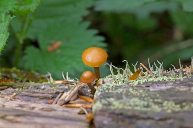 Group of highly poisonous mushrooms Galerina marginata mushrooms commonly known as funeral bell, deadly skullcap, autumn skullcap or deadly galerina - Romania, Europe clipart