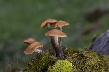 Son derece zehirli mantar grubu Galerina marginata mantarları genellikle cenaze çanı, ölümcül kafatasları, sonbahar kafatası kapağı veya ölümcül galerisi olarak bilinir - Romanya ve Avrupa