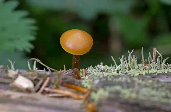 Son derece zehirli mantar grubu Galerina marginata mantarları genellikle cenaze çanı, ölümcül kafatasları, sonbahar kafatası kapağı veya ölümcül galerisi olarak bilinir - Romanya ve Avrupa