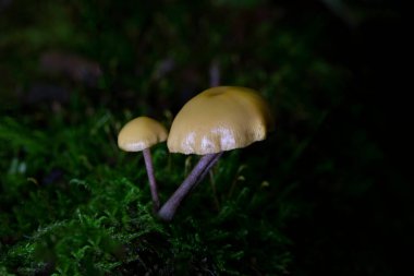 Group of highly poisonous mushrooms Galerina marginata mushrooms commonly known as funeral bell, deadly skullcap, autumn skullcap or deadly galerina - Romania, Europe clipart