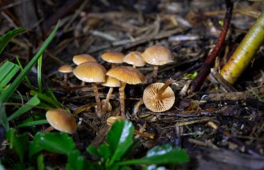 Son derece zehirli mantar grubu Galerina marginata mantarları genellikle cenaze çanı, ölümcül kafatasları, sonbahar kafatası kapağı veya ölümcül galerisi olarak bilinir - Romanya ve Avrupa