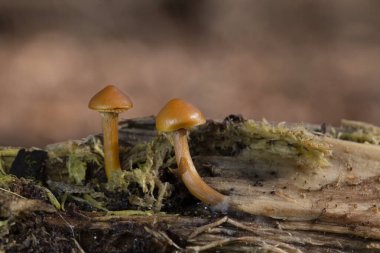 Galerina marginata is known colloquially as funeral bell, deadly skullcap or deadly galerina is a species of extremely poisonous mushroom.Contains the same deadly amatoxins found in Amanita phalloides clipart