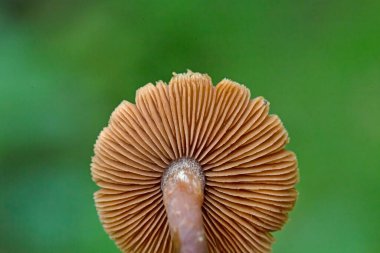 Galerina marginata halk arasında cenaze çanı, ölümcül kafatası kapağı ya da ölümcül galerina olarak bilinir. Son derece zehirli bir mantar türüdür.