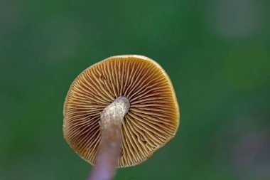 Galerina marginata halk arasında cenaze çanı, ölümcül kafatası kapağı ya da ölümcül galerina olarak bilinir. Son derece zehirli bir mantar türüdür.