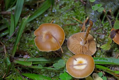 Galerina sideroides is a member of the fungal Hymenogastraceae family,recognized by its fruiting bodies that grow on wood debris in forests.The habitat includes moist environments  clipart