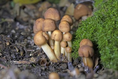 Gymnopus fusipes (syn Collybia fusipes)is a parasitic species of gilled mushroom which is quite common in Europe and often grows in large clumps. clipart