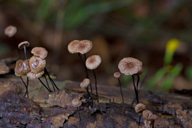 Gymnopus androsaceus (Marasmius androsaceus) is a basidiomycete in the Omphalotaceae family.It is most frequently found in oligotrophic coniferous forests clipart