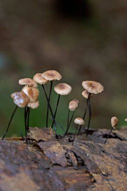 Gymnopus androsaceus (Marasmius androsaceus) is a basidiomycete in the Omphalotaceae family.It is most frequently found in oligotrophic coniferous forests clipart