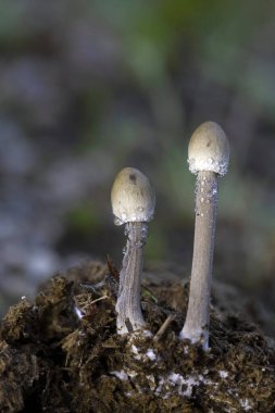 Panaeolus papilionaceus, also known as Agaricus calosus, Panaeolus campanulatus, Panaeolus retirugis, Panaeolus sphinctrinus and commonly known as Petticoat mottlegill, is a very common and widely distributed little brown mushroom that feeds on dung. clipart