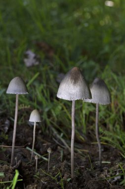 Panaeolus papilionaceus, also known as Agaricus calosus, Panaeolus campanulatus, Panaeolus retirugis, Panaeolus sphinctrinus and commonly known as Petticoat mottlegill, is a very common and widely distributed little brown mushroom that feeds on dung. clipart