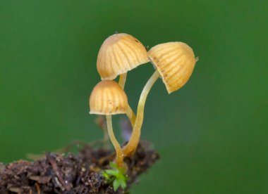 Galerina hypnorum, Hymenogastracea familyasından bir agarik mantar türüdür. Minyatür bir mantar türü - dışbükey, pürüzsüz bal sarısı şapkalı ve kırılgan, sarı kadife bacaklı bir yosun galerisi. Yenilmez zehirli mantar.. 