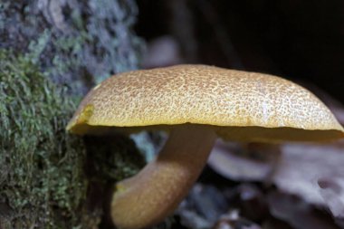 Tricholomopsis decora, known as Prunes and Custard, wild mushroom from Romania.Tricholomopsis decora, commonly known as prunes and custard, is a species of gilled mushroom in the genus Tricholomopsis. clipart