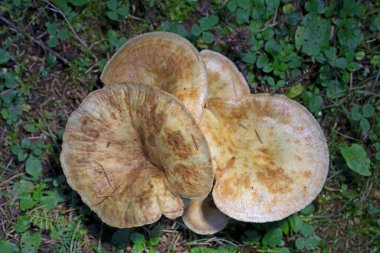 Orman mantarlarının güzel yakın çekimi. Ormanda mantar. Yenilebilir mantar. Laktarius deterrimus..