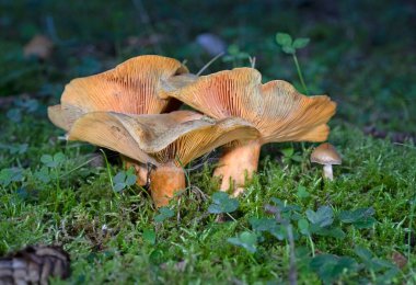 Portakallı süt kapağı, Lactarius deterrimus Romanya ormanlarında yosun olarak yetişiyor.