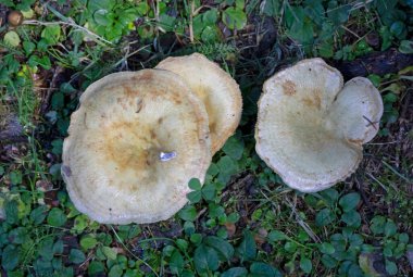 Orman mantarlarının güzel yakın çekimi. Ormanda mantar. Yenilebilir mantar. Laktarius deterrimus..