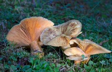 The orange milkcap, Lactarius deterrimus growing in moss in Romania forest. clipart