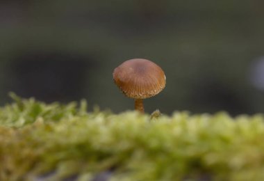 Deconica montana, yaygın olarak bilinen adıyla dağ yosunu Psilocybe, genellikle yosun ve Montan bölgelerinde yetişen yaygın bir mantar türüdür..