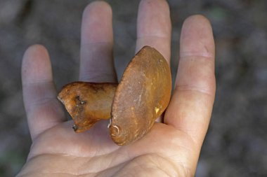 Gyroporus castaneus, or commonly the chestnut bolete, is a small, white-pored mushroom in the Gyroporaceae of order Boletales. It has a brown cap, and is usually found with oak trees.  clipart