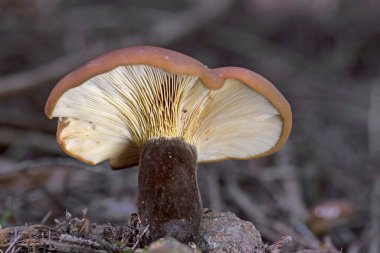 Tapinella atrotomentosa commonly known as the velvet roll-rim is a species of fungus in the family Tapinellaceae.Although it has gills, it is a member of the pored mushroom order Boletales clipart