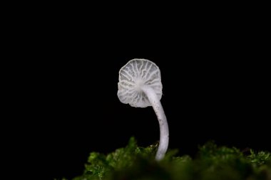 Delicatula integrella küçük, narin ve son derece güzel bir mantardır. Bu ayırt edici küçük mantar nemli yosunlu ormanlarda çürüyen sert odunlarda yetişir..