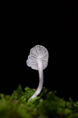 Delicatula integrella küçük, narin ve son derece güzel bir mantardır. Bu ayırt edici küçük mantar nemli yosunlu ormanlarda çürüyen sert odunlarda yetişir..