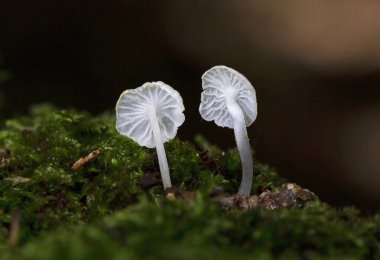 Delicatula integrella is a small, delicate and extremely beautiful mushroom. This distinctive little fungus grows on decaying hardwood in moist mossy forests. clipart