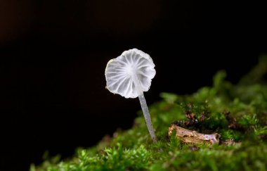 Delicatula integrella is a small, delicate and extremely beautiful mushroom. This distinctive little fungus grows on decaying hardwood in moist mossy forests. clipart