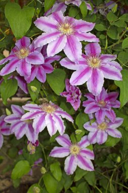 Clematis 'Dr Ruppel' bahçelerde yetişen en en sevilen asmalardan biridir. Polonya kökenli, çekici ve güzel.. 